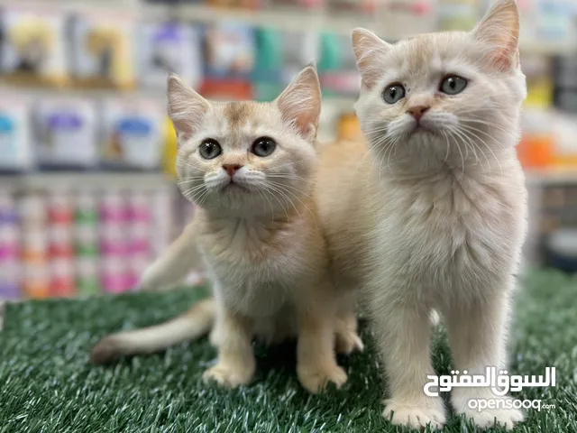 قطط سيلفر العمر 60 يوم بسعري مغري جدا