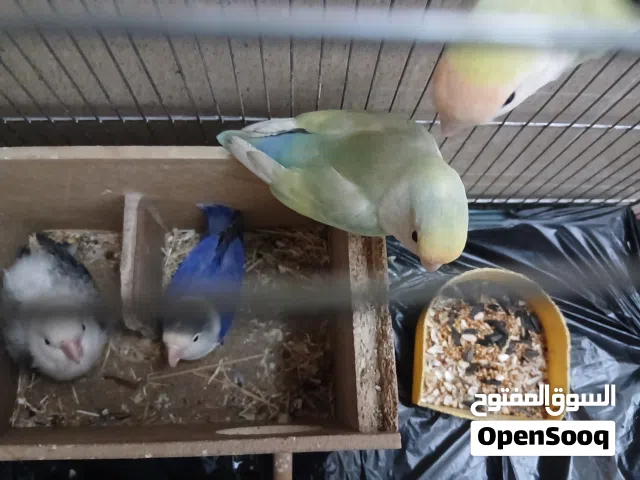 زوجين غنادير نادرات