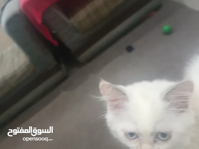 قطه انثى راغدول عمر شهرين بيضاء عيونها ازرق