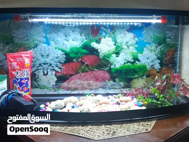 حوض سمك مستعمل بحالة الوكالة لاكن لايوجد معو ولاشي  لايوجد فية ولا خدش والسعر قابل للتفاوض