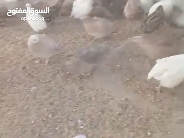 للبيع / فرى وز كندى وعراقى بمزارع الوفره