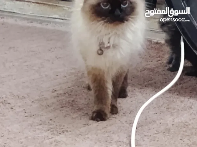 قطه اول بطن الها ماشاءالله