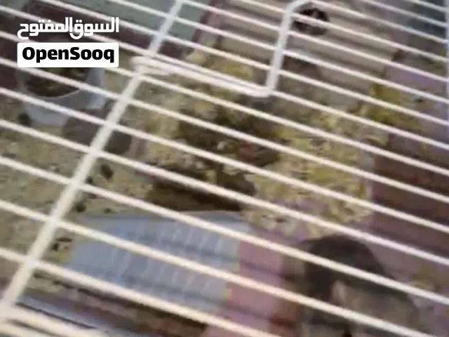 همستر روسي ذكور و اناث6 حبات مع القفص