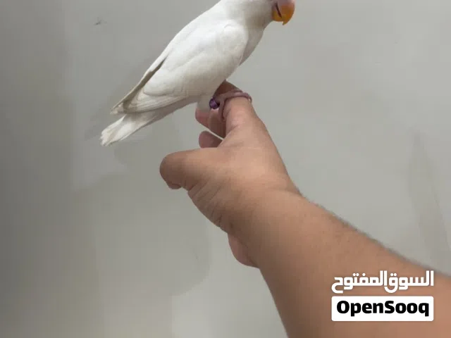 روز البينو هدد وأليف