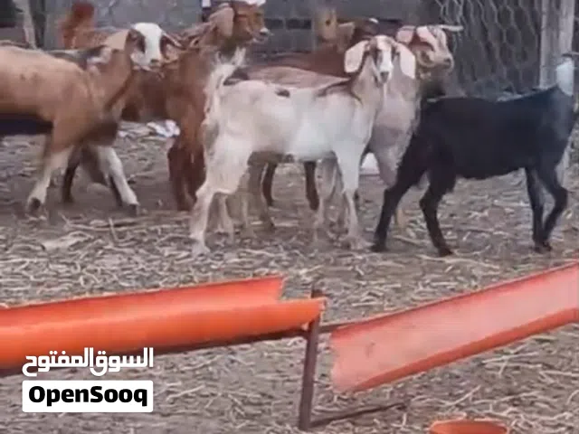للبيع جميع الحلال