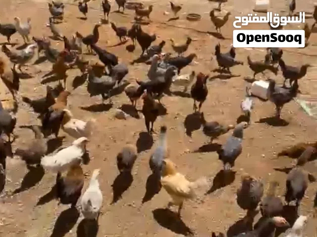 الرحاء قراءة الاعلان قبل لا ترن عليه بعد الصلاة على الحبيب محمد..  متاح للبيع 400 جاجه بلدي وفيومي و
