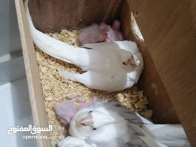 زوج كروان بفروخ