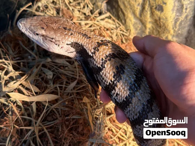 سحلية البلو تونق