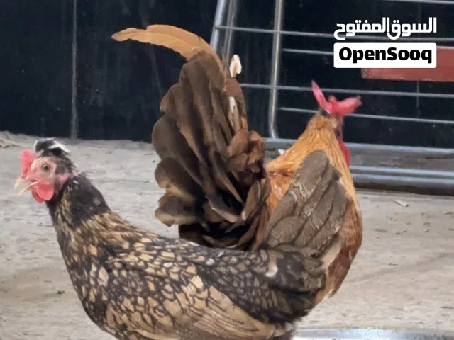يوجد عندي بيض من هذا الحلال الافرك والسيافي النوعين .وشرط الشد  ومضمون ومجرب وهاي فيديو للافراخ