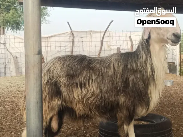 كبش عماني نجدي