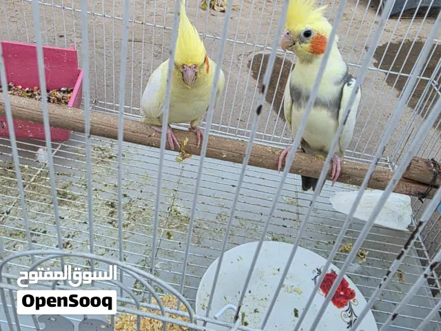 متاح زوج كوكتيل للبيع