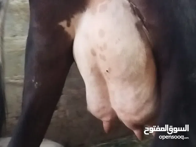 بقره نمساوية تحلب 6 غرشات تحلب الصباح 3 غرشات وفي المساء 3 غرشات ومربية من 3 شهور وهدية