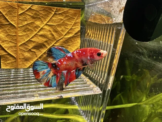 Male betta for sale