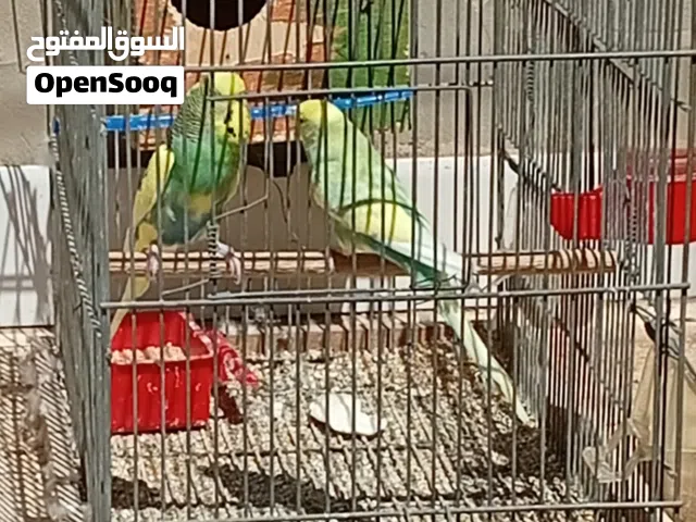 السلام عليكم كوبية بقلينو للبيع