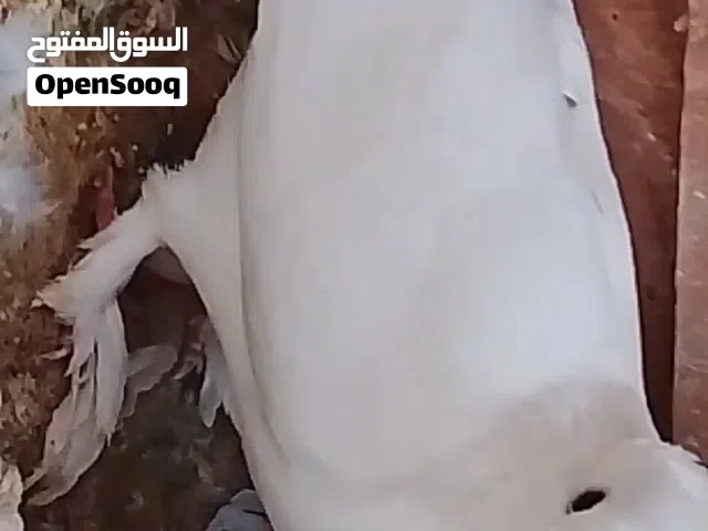 سلام عليكم خوان توفر عندي طيور عرايس او هنادي عدي من عدهن 4زواجه وتك وعندي  دشش اصليات زوجين
