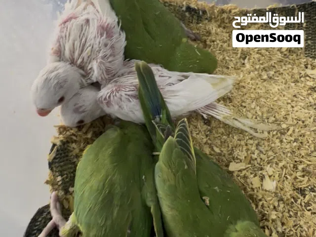 Parrot ringneck