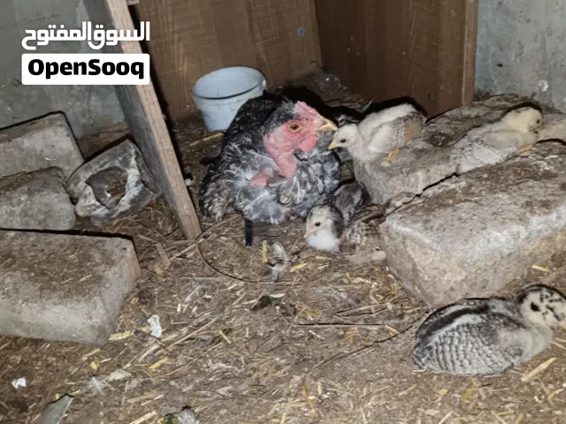 السلام وعليكم دجاجه ام ركيبه