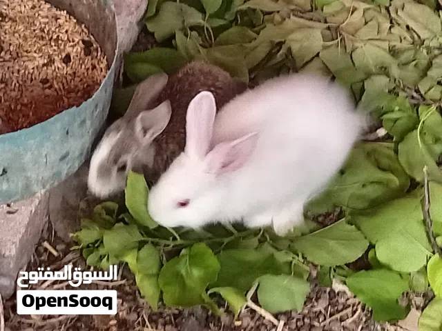 ارانب عمرشهرونص فرنسي 5دنانير