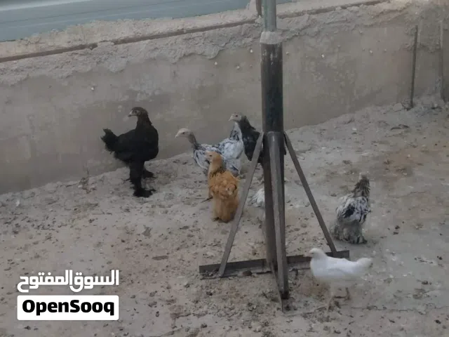 صيصان براهمي عمر 3 شهور  عدد 6 و حبه باكستاني للبيع السعر 6دنانير الحبه الموقع اربد ايدون