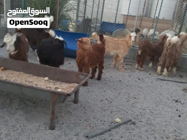 جدايا وصخال للبيع