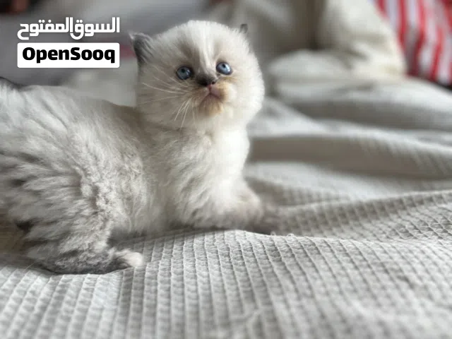 2 month kittens Himalaya