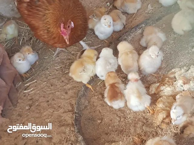 دجاجة زهري تونسي تحتها 26 كتكوت