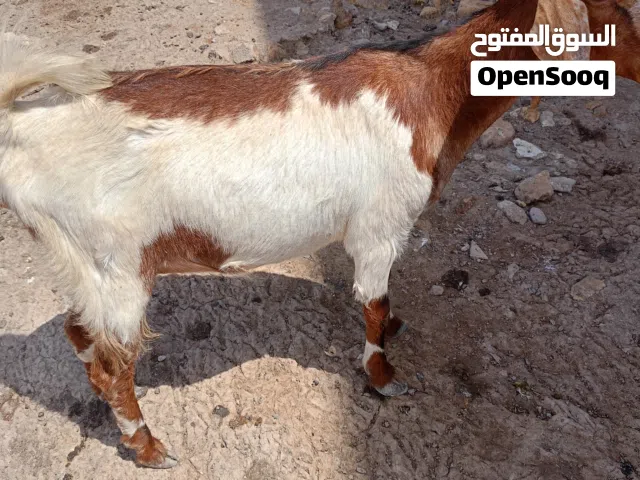 ماعز للبيع
