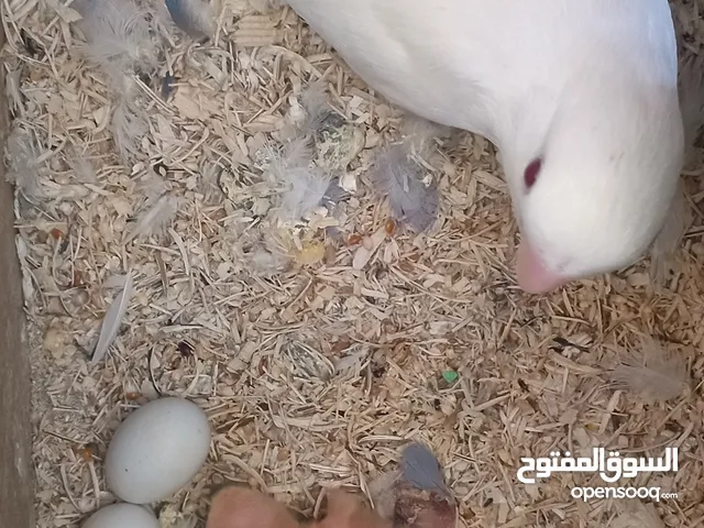 جوز روز فقص اول فرخ اليوم وبكمل