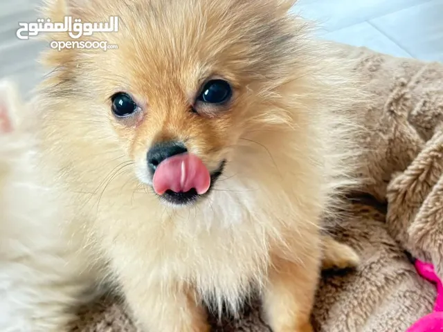 ‎بومرنين ذكر العمر ثلاث شهور