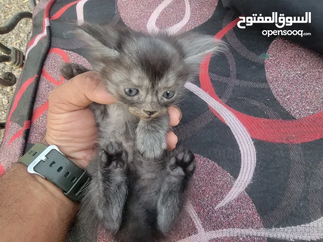 Persia  small catten