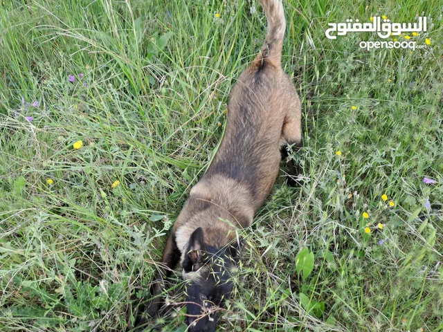 مالينوا انثي بالكارني تاعها