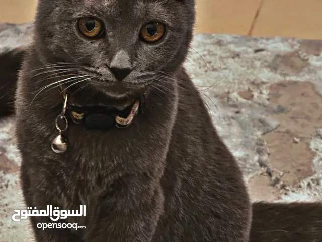 سكوتش / برتش قطتين للتبني