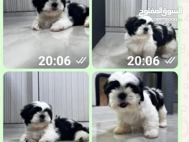 shih Tzu puppies