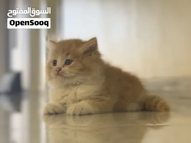 قط شيرازي للبيع القطط سليمه و نظيفه  و اليفه