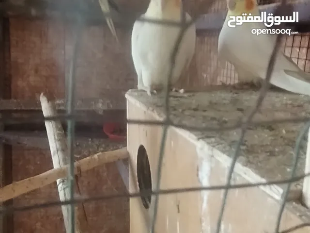 نثيه حبشي، ثنثيه شكري بزاره