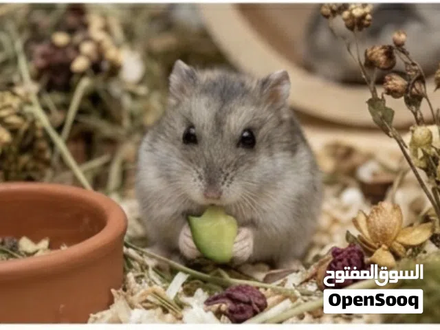 أصول الهامستر القزم الروسي بجميع الالوان مختلف الاعمار والاحجام ومتاح توصيل وجميع المستلزمات متوفره
