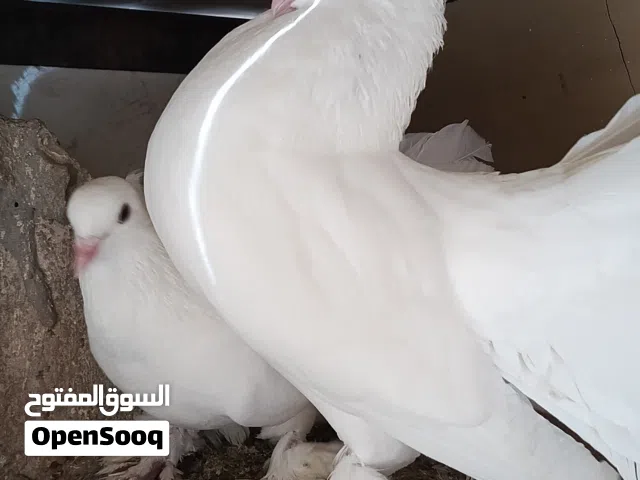 الاغلب تحته بيض