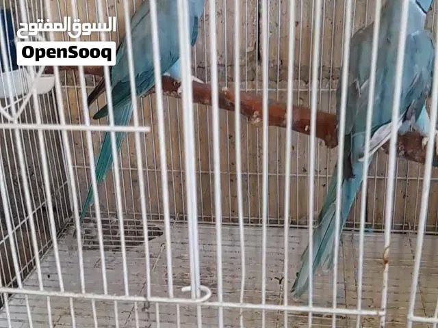 جوز درة ازرق اقراء الوصف