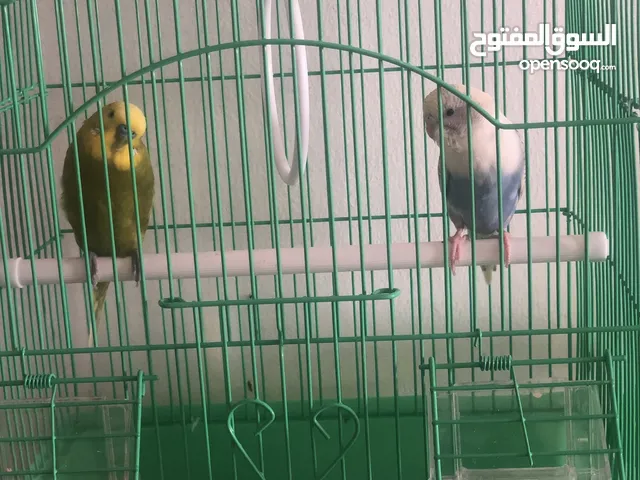 turtle + lovebirds ، سلحفاه + طيور الحب