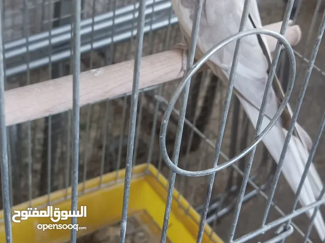 مجموعة طيور للبيع