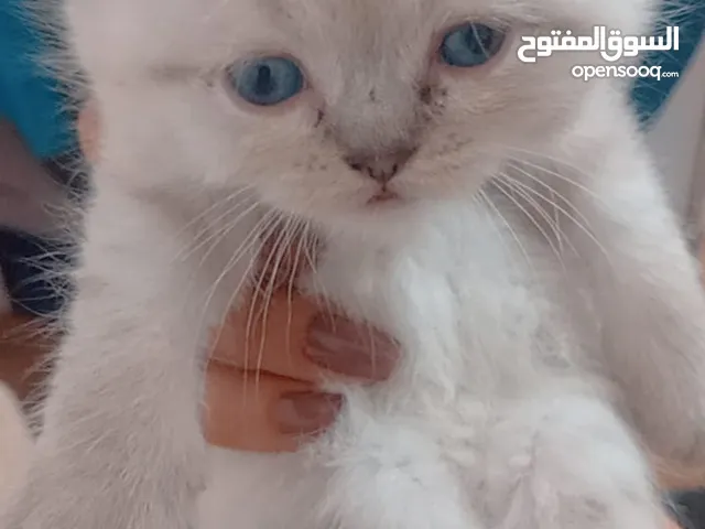 بيع قطط برتش