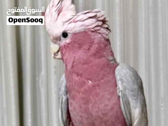 ببغاء كوكاتو جالاء متكلم مرح ولعوب محلق