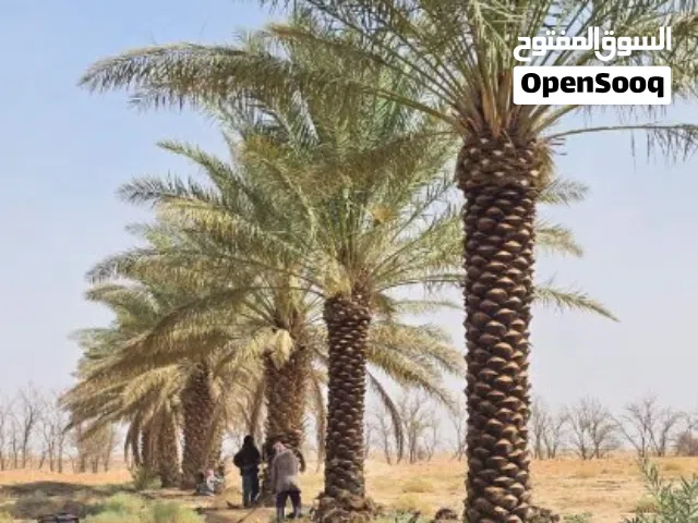 ابوخلودللمقاولات العامه لزراعة النخيل العربي والواشنطني وزراعه الاشجار والثيل توريدوتركيب الشبوك و