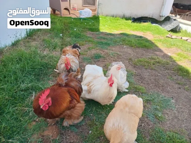 دجاج استرالي  للبيع