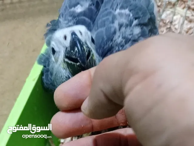 انتاج زنجباري
