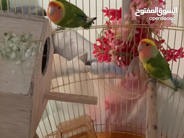 زوج روز طفره