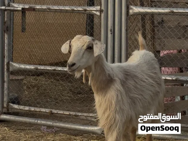 حلال للبيع تواصل واتس