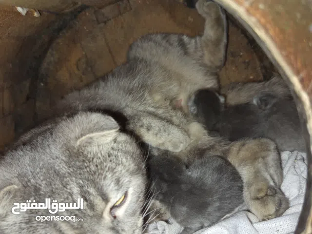 ذكر وانثي سكوتش من افضل النوعيه معهم مرفق اولادهم بس انباعو