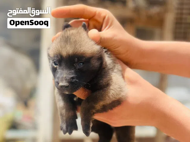 ملينوا اللهم بارك للبيع