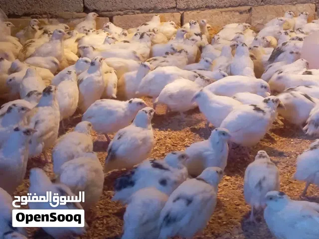 السلام عليكم متوفر سمان  جامبووو العدد 35 العمر 40يوم حاجه منضمه المكان غريان